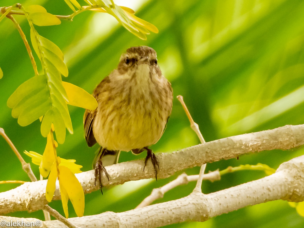 Palm Warbler - Eleuterio Ramirez