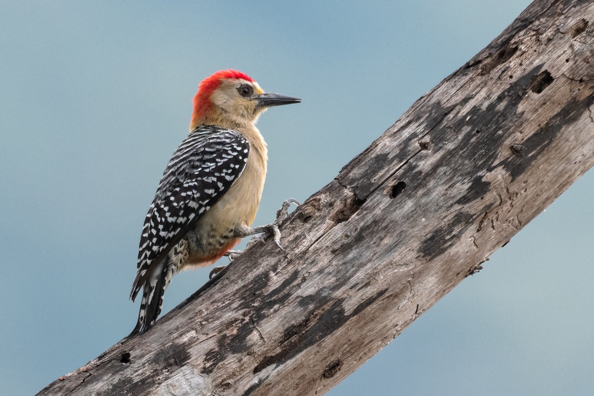 Red-crowned Woodpecker - ML206333241