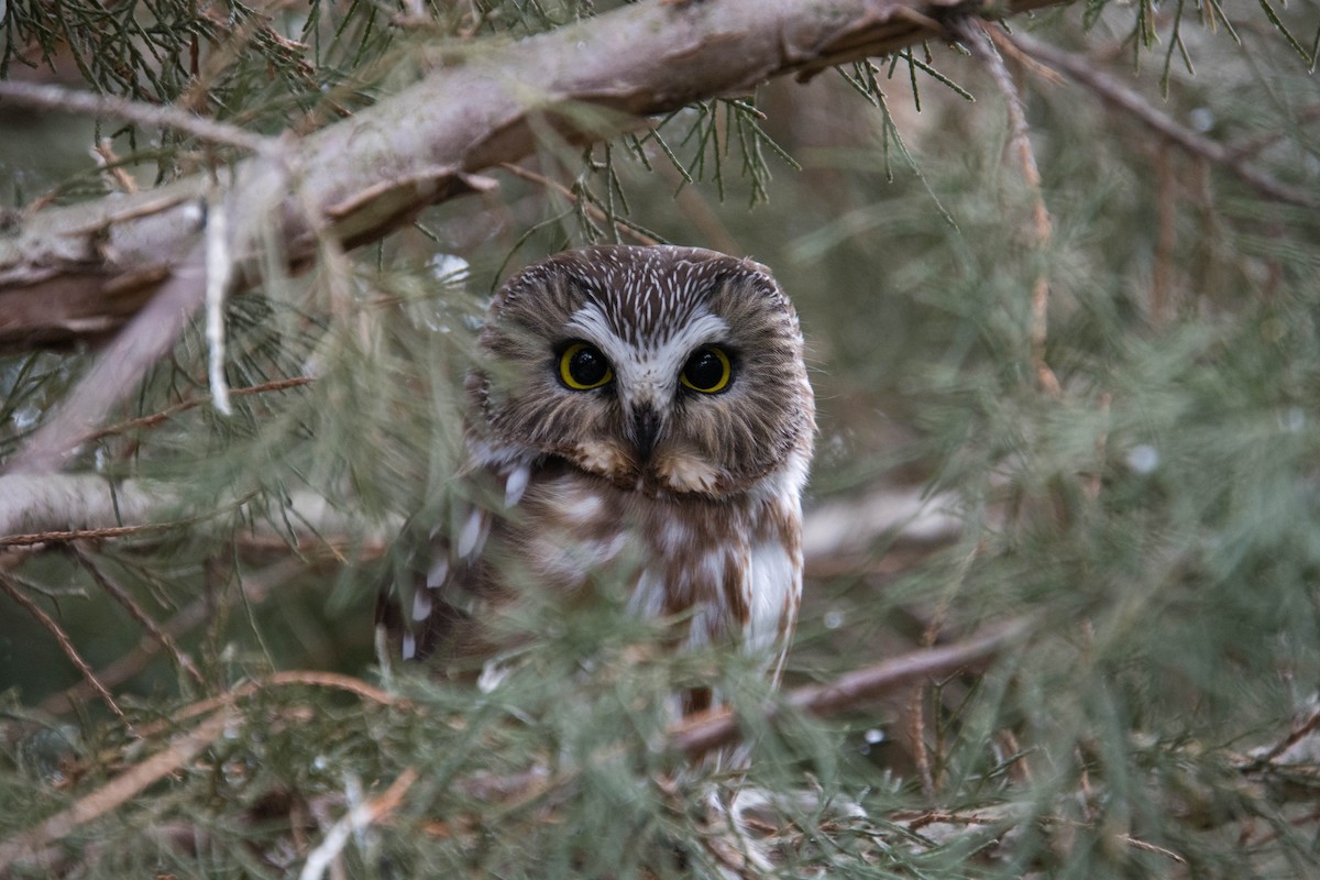 Northern Saw-whet Owl - Kenny Miller