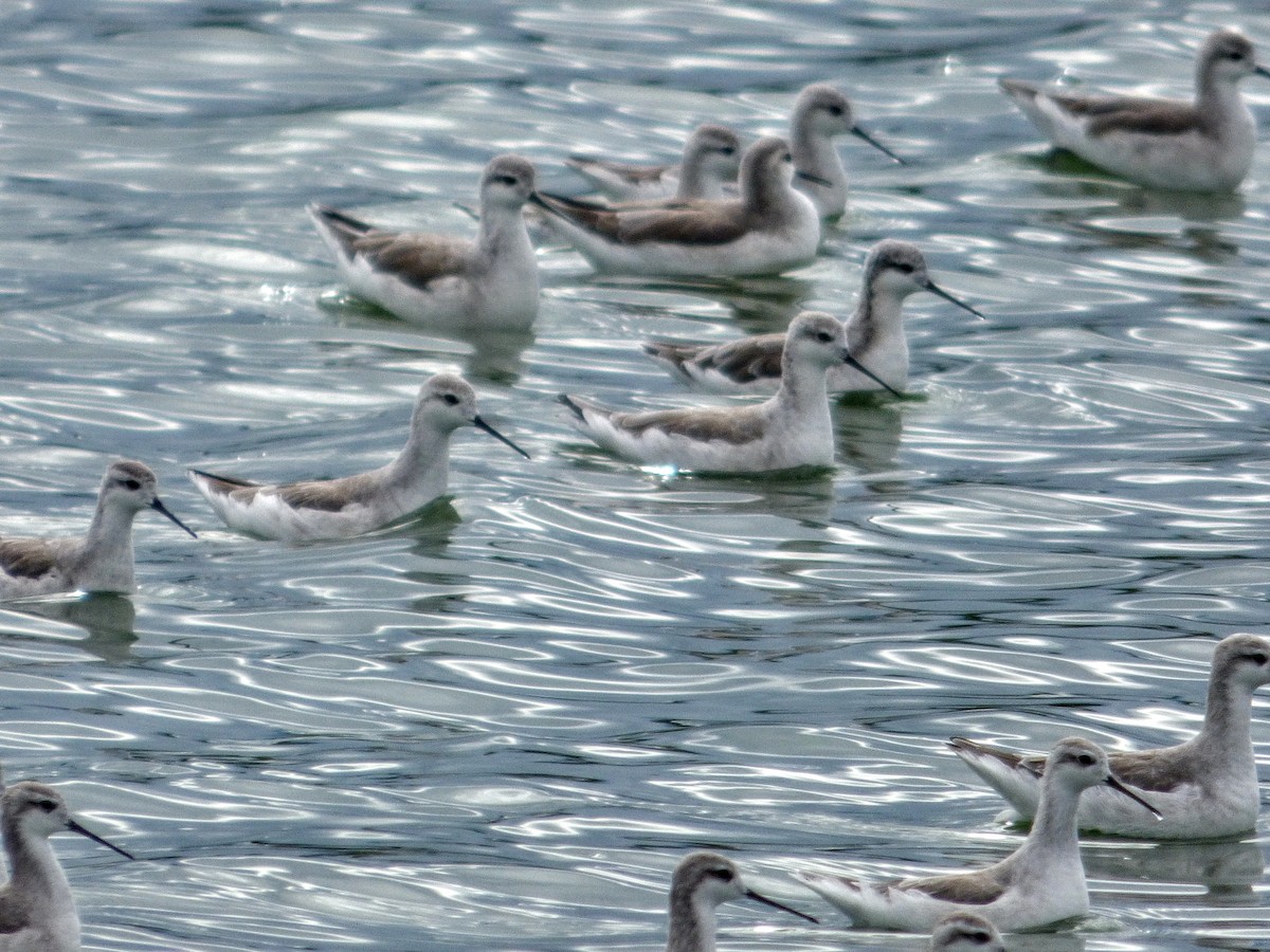 Wilson's Phalarope - Susana Baño