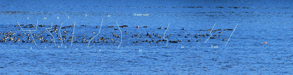 Greater Scaup - ML206336301