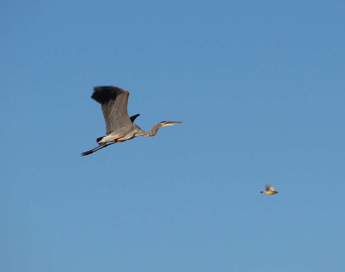 Great Blue Heron - Jessie  Brantwein