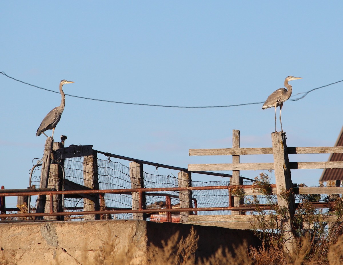 Great Blue Heron - Jessie  Brantwein