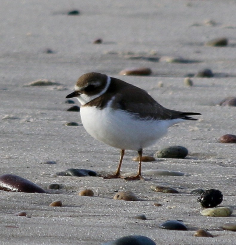 Semipalmated Plover - George Lynch