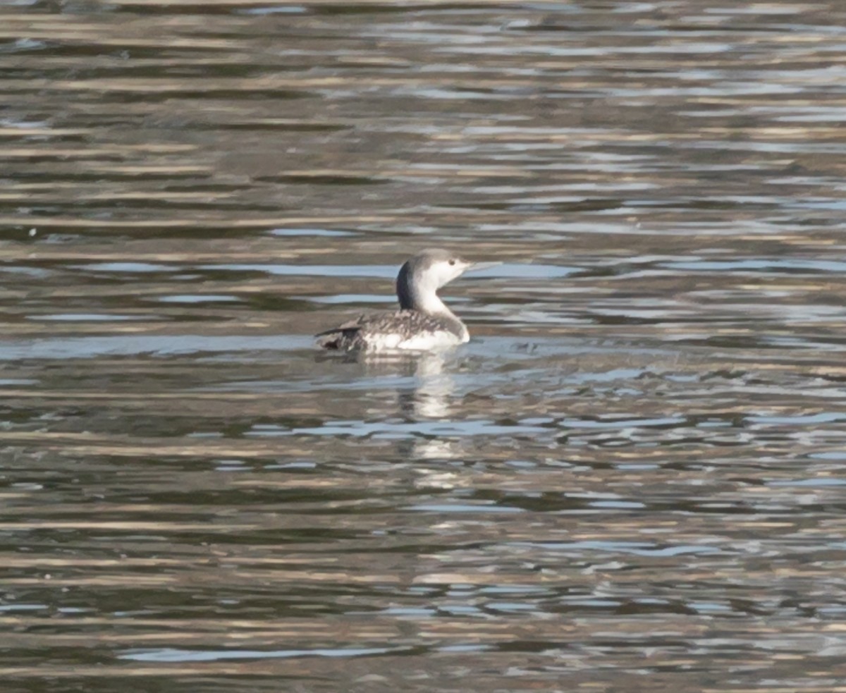 Red-throated Loon - Maury Swoveland