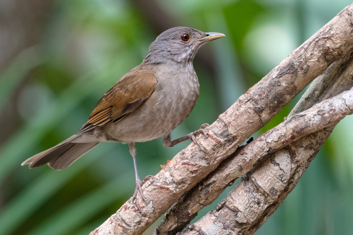 Pale-breasted Thrush - ML206339711