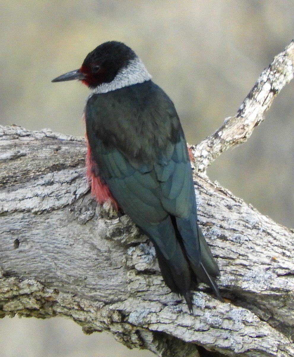 Lewis's Woodpecker - ML206345561