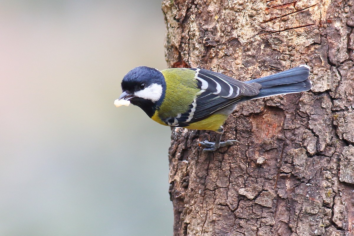 Green-backed Tit - ML206345771