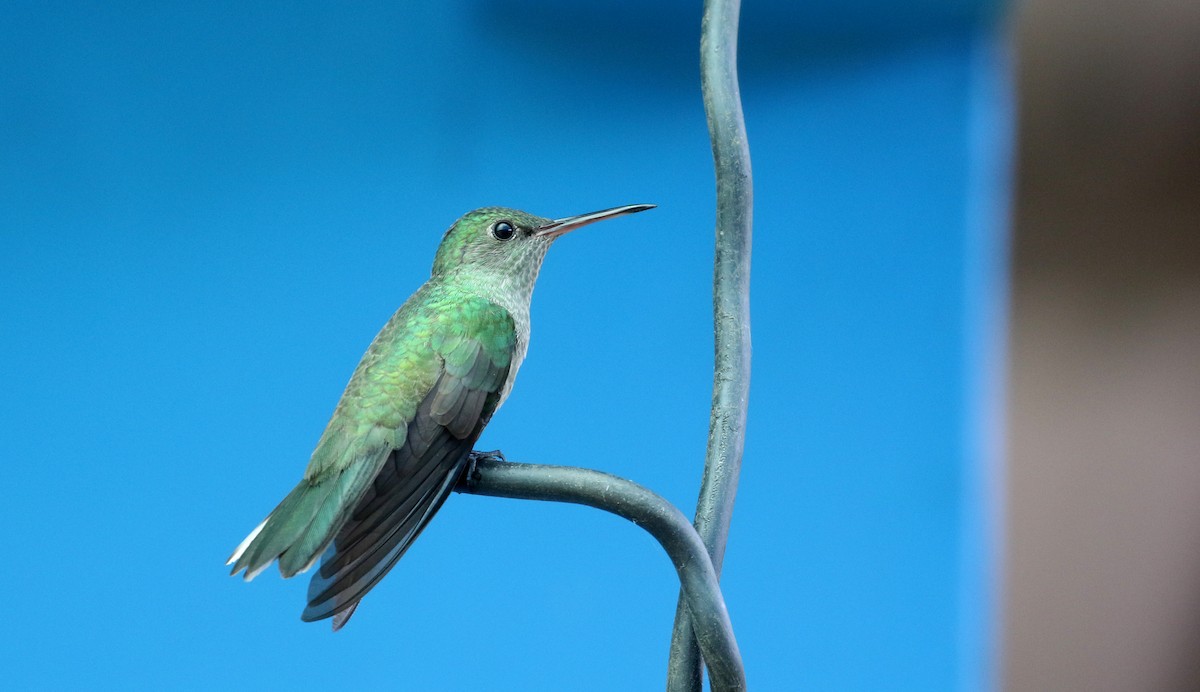 Scaly-breasted Hummingbird (Cuvier's) - ML206346121