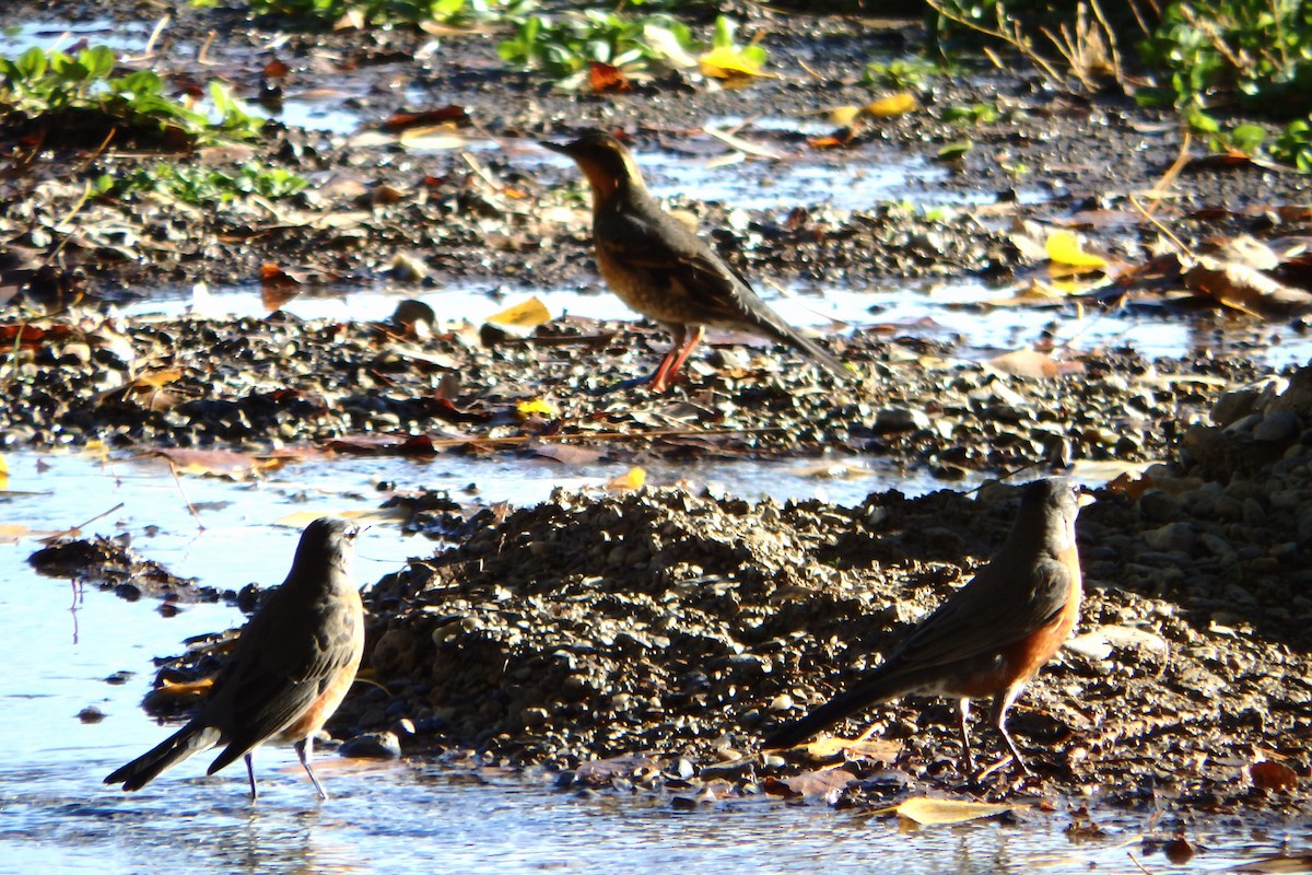 Varied Thrush - ML20634631