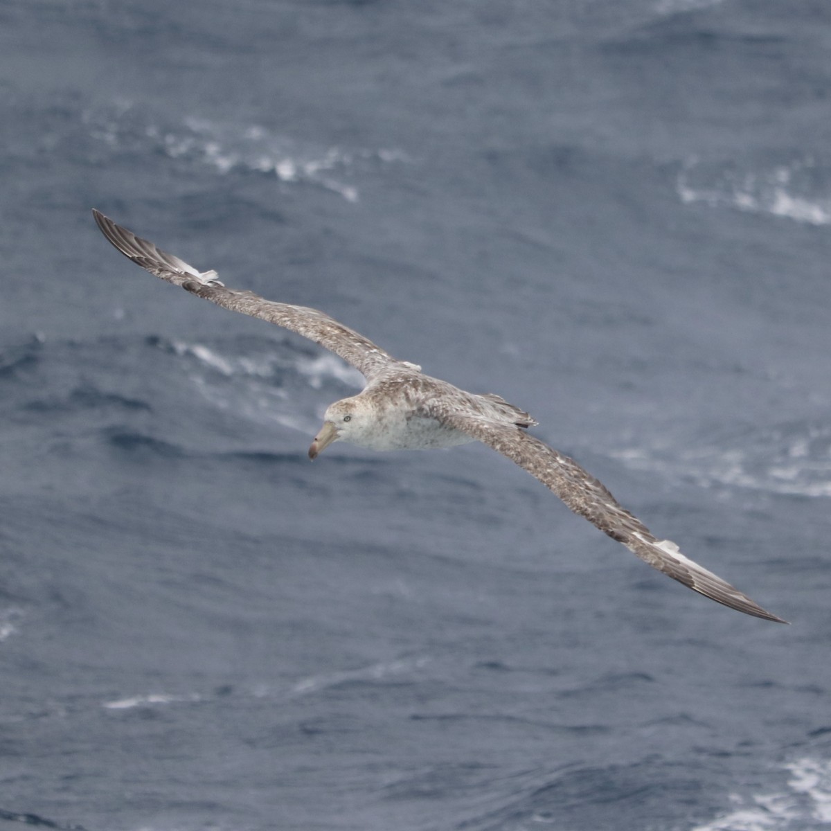 Northern Giant-Petrel - Frank Klotz