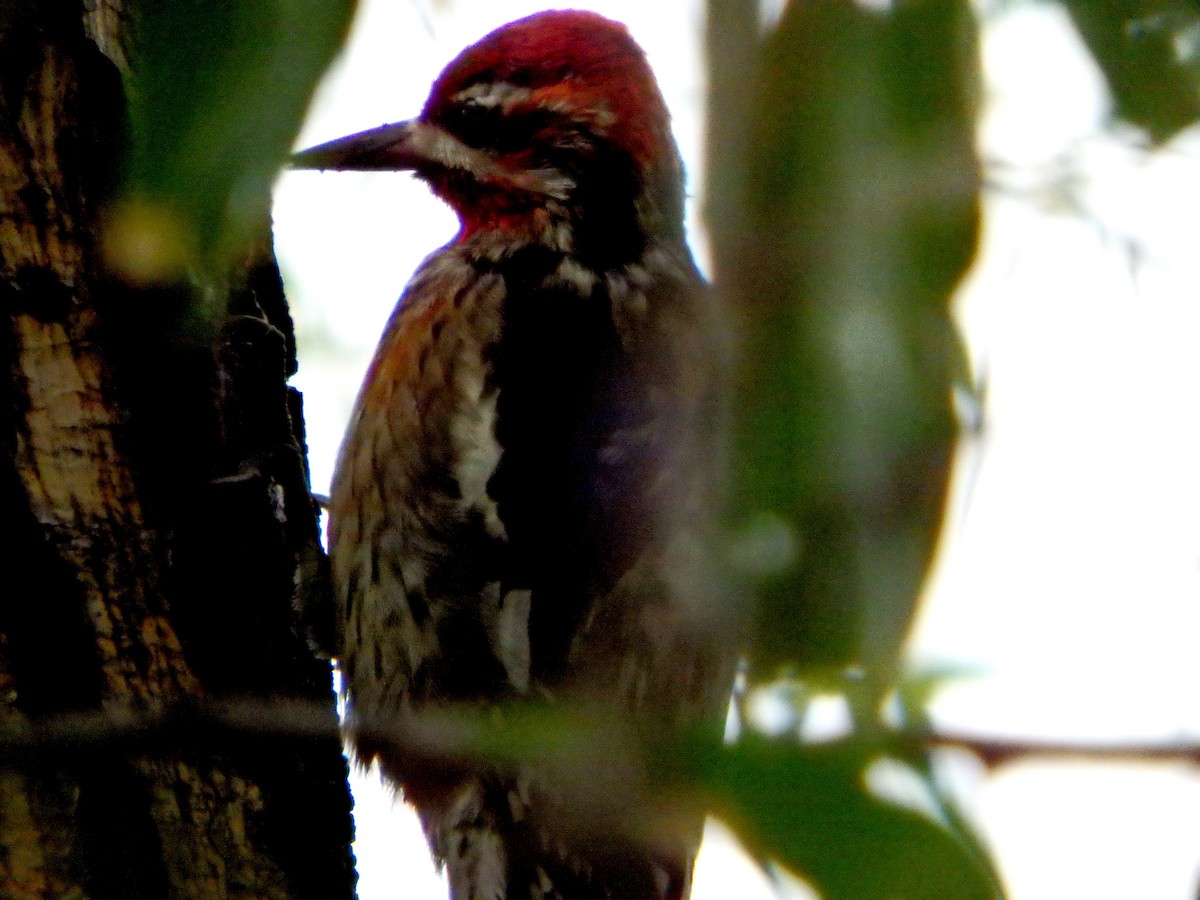 Red-naped x Red-breasted Sapsucker (hybrid) - ML20634681