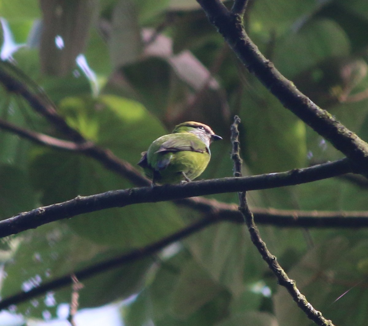 Grauer's Broadbill - ML206346901