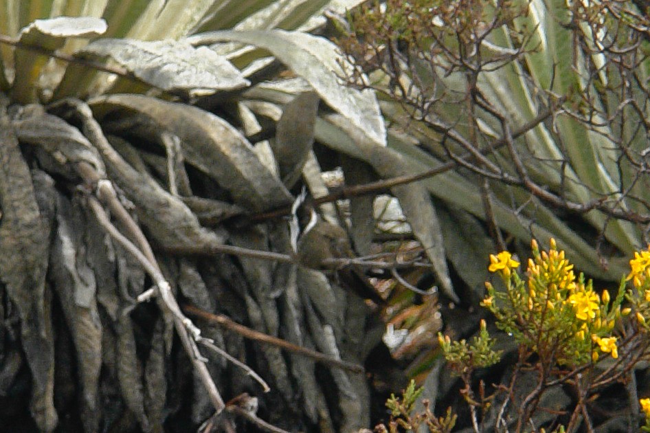 White-bearded Helmetcrest - ML206347121