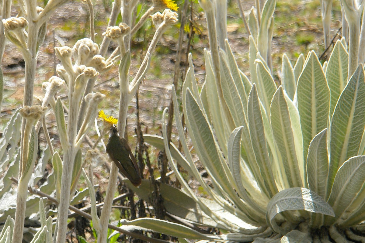 White-bearded Helmetcrest - ML206347341