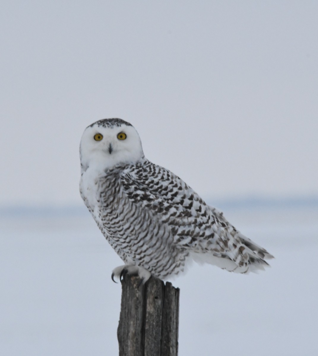 Snowy Owl - ML206347691