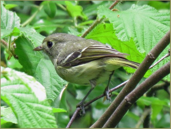 Hutton's Vireo - Jim Scott