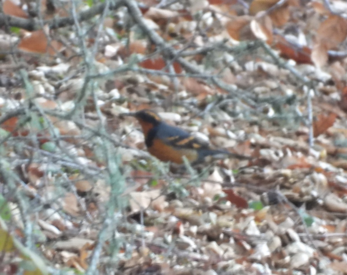 Varied Thrush - ML206349601