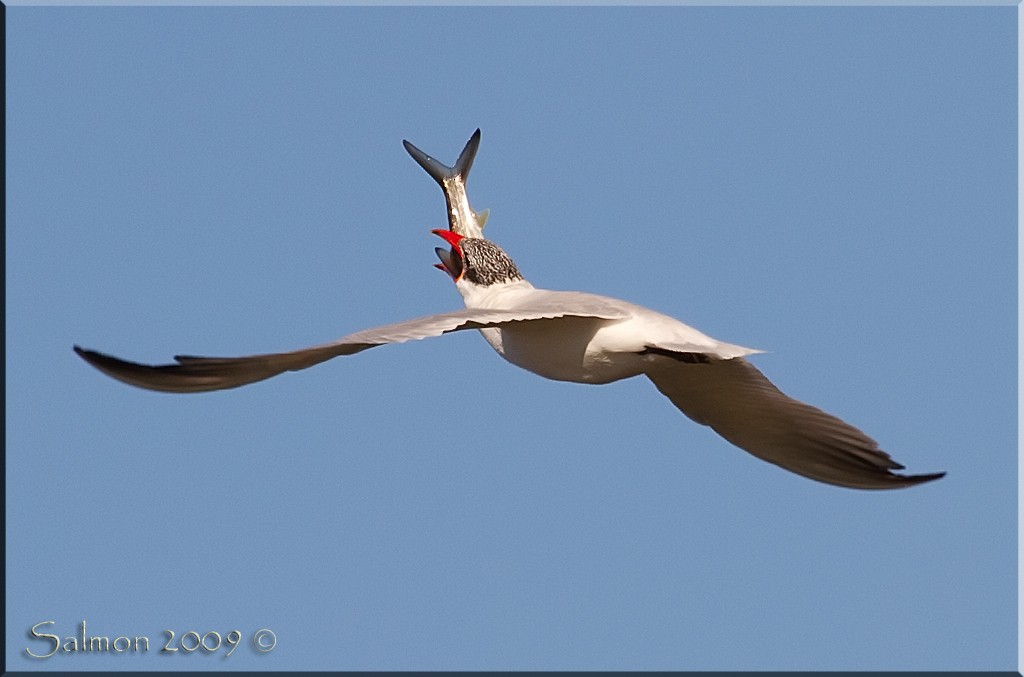 Caspian Tern - ML206350081