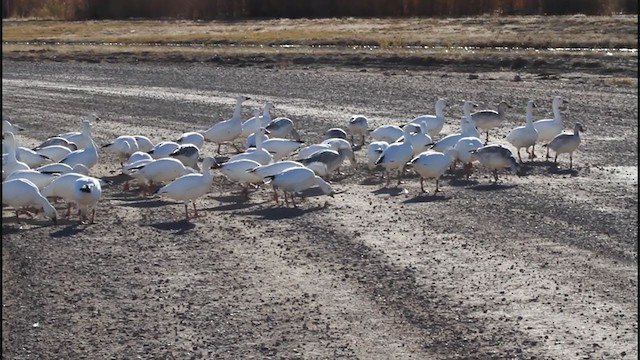 Snow Goose - ML206350531