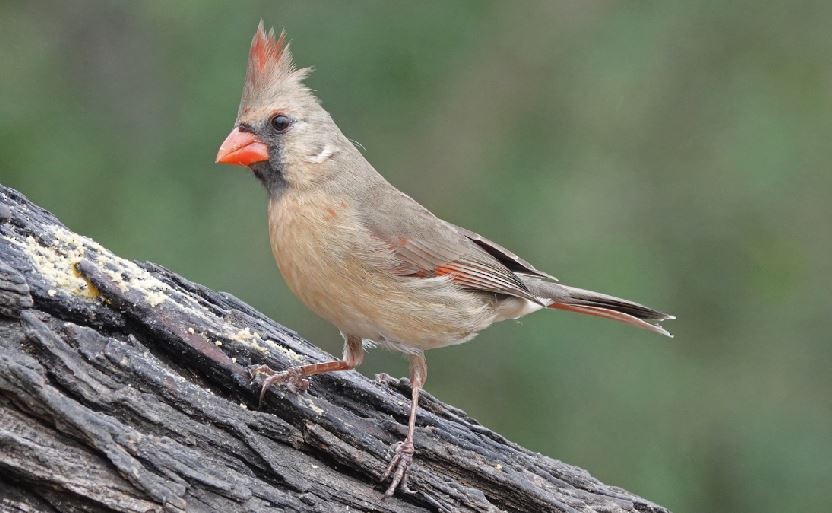 Northern Cardinal - George Chapman