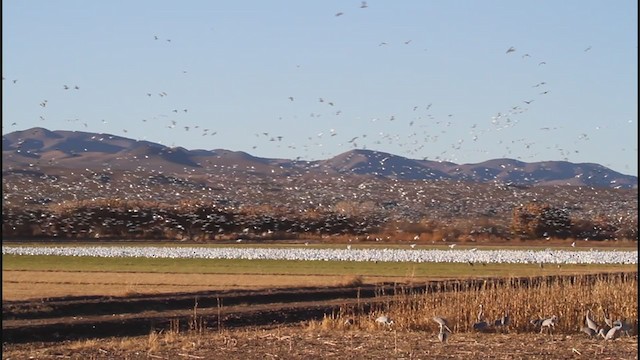 Snow Goose - ML206350921