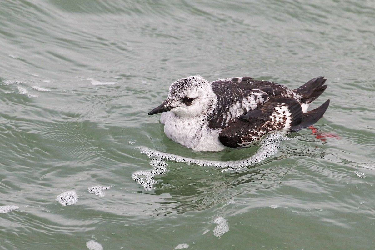 Black Guillemot - ML206350951