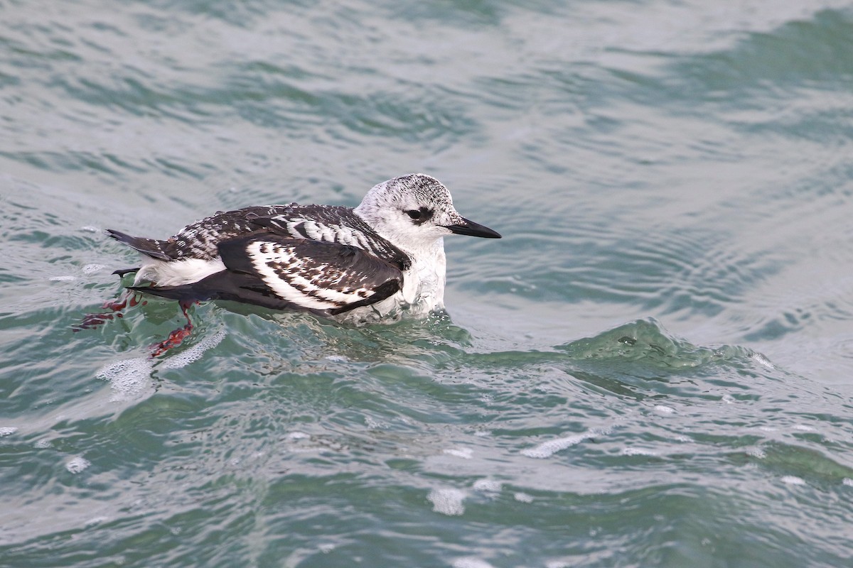 Black Guillemot - ML206351011