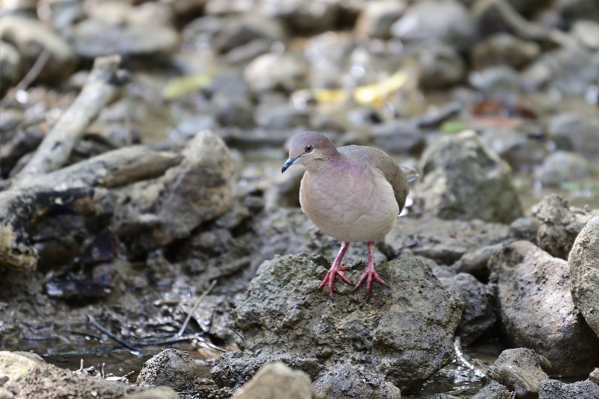 White-tipped Dove - Luis Guillermo