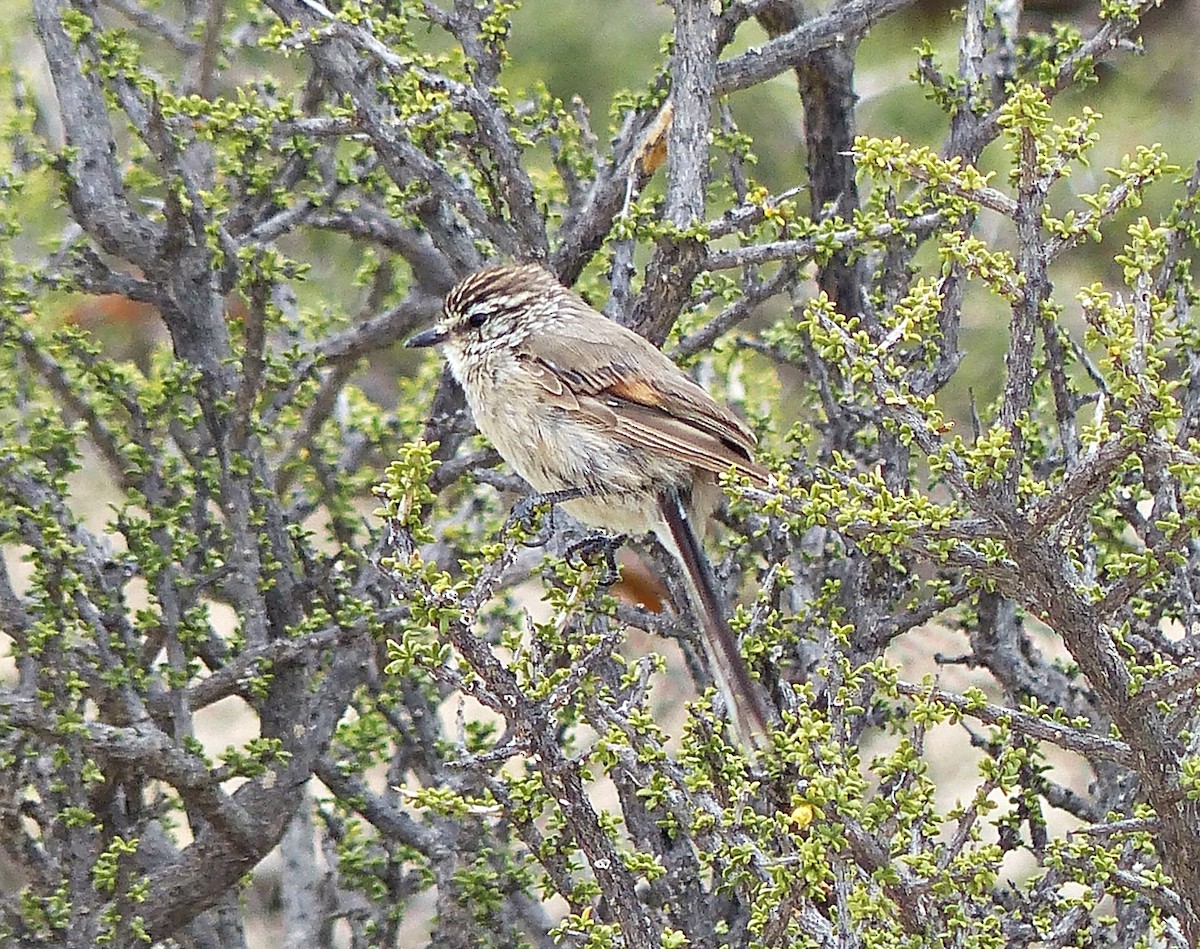 Plain-mantled Tit-Spinetail - Carlos Schmidtutz