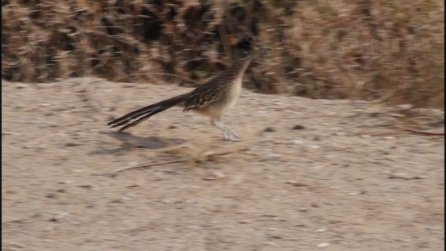 Correcaminos Grande - ML206353831