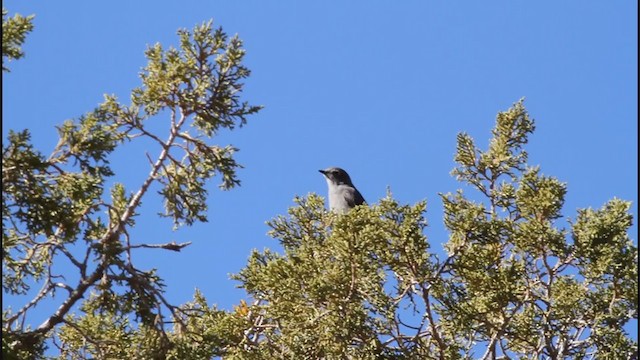 Townsend's Solitaire - ML206354591