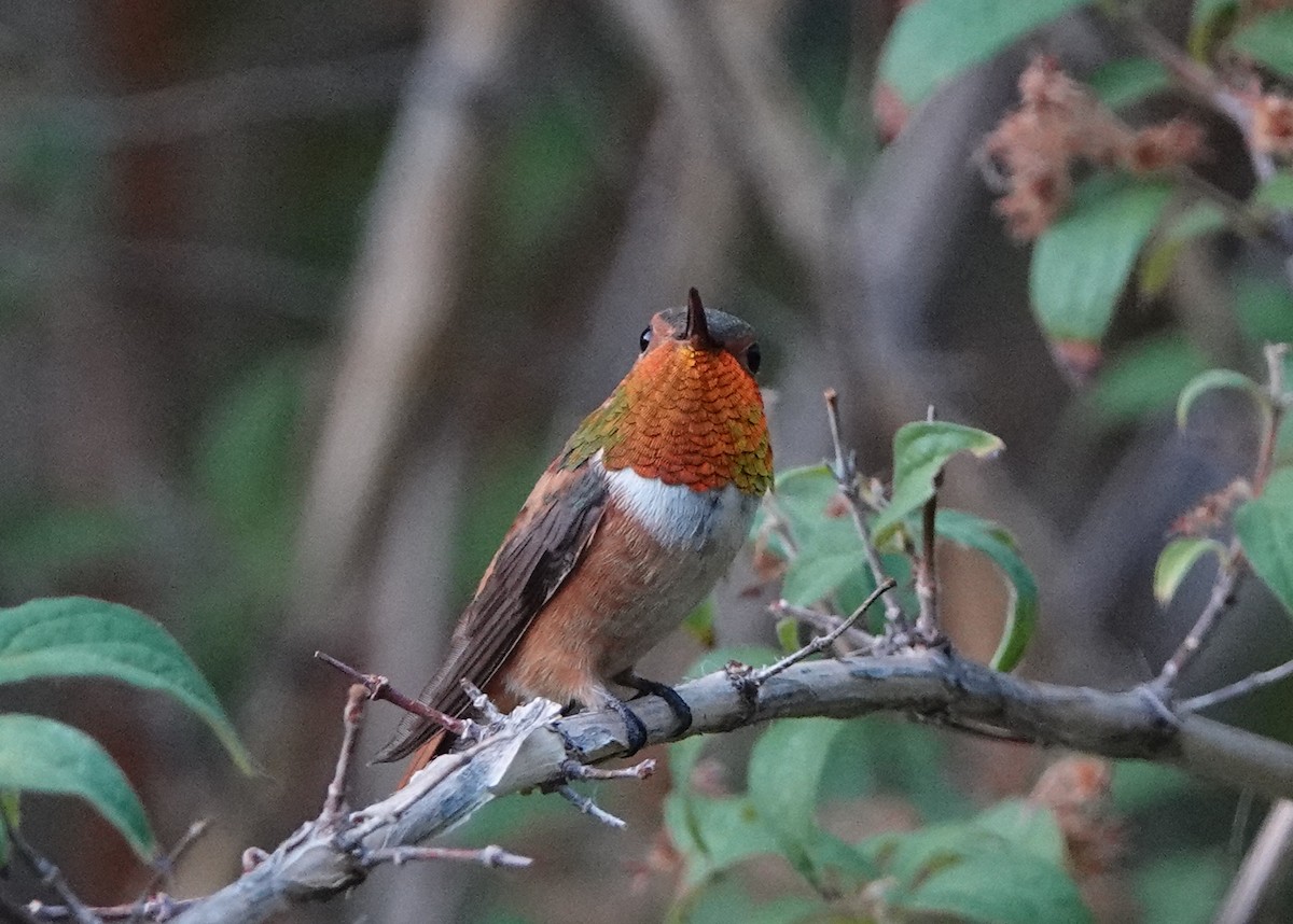 Rufous Hummingbird - ML206355821