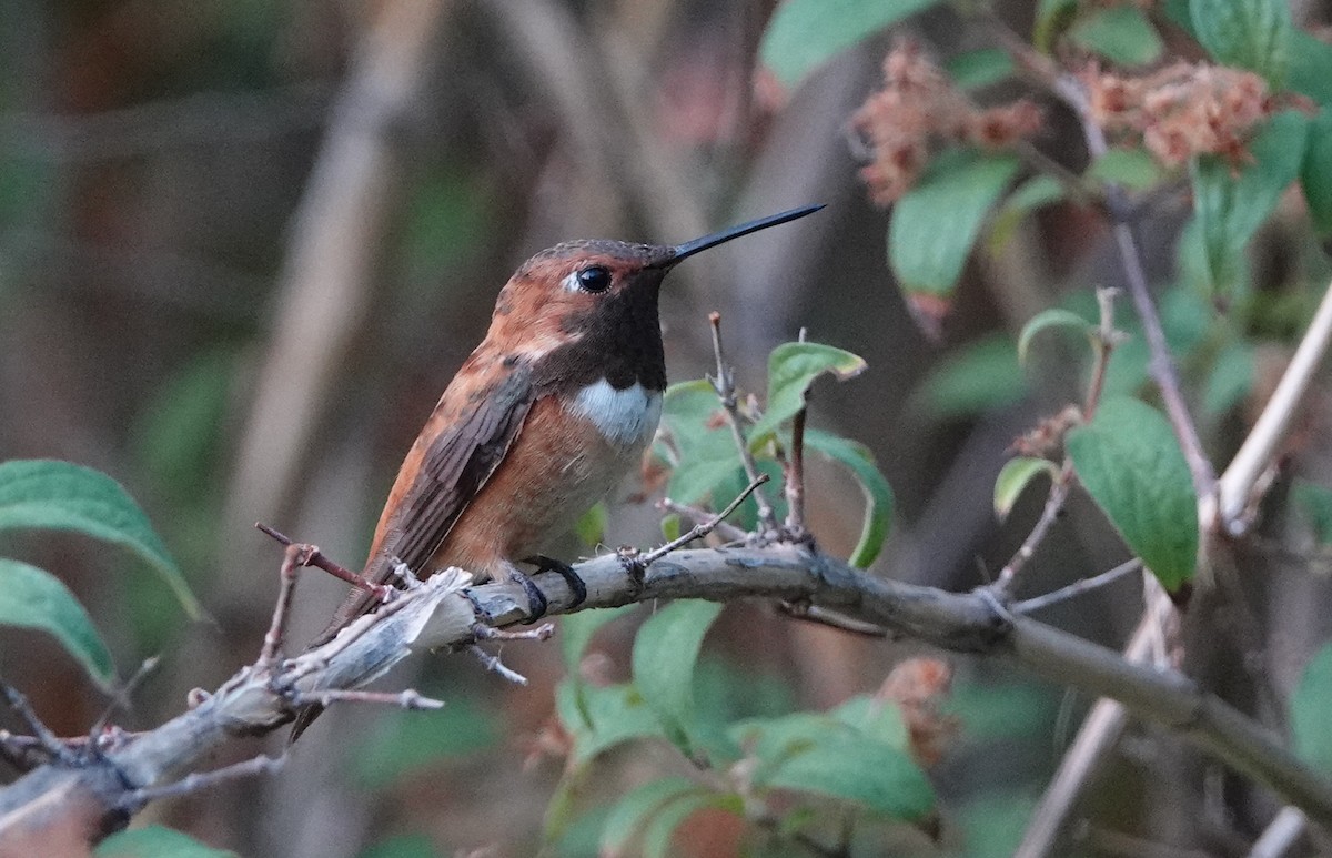 Rufous Hummingbird - ML206355941