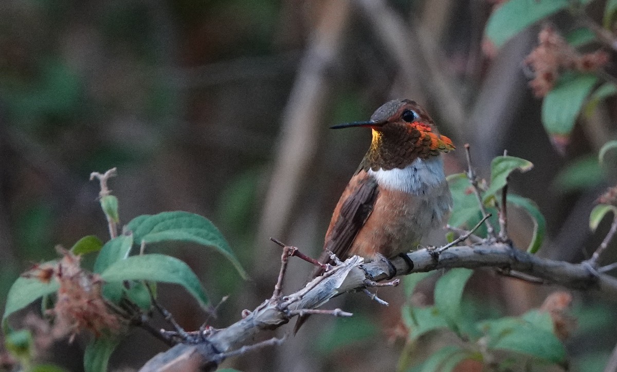 Rufous Hummingbird - ML206355951