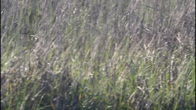 Clapper Rail - ML206356181