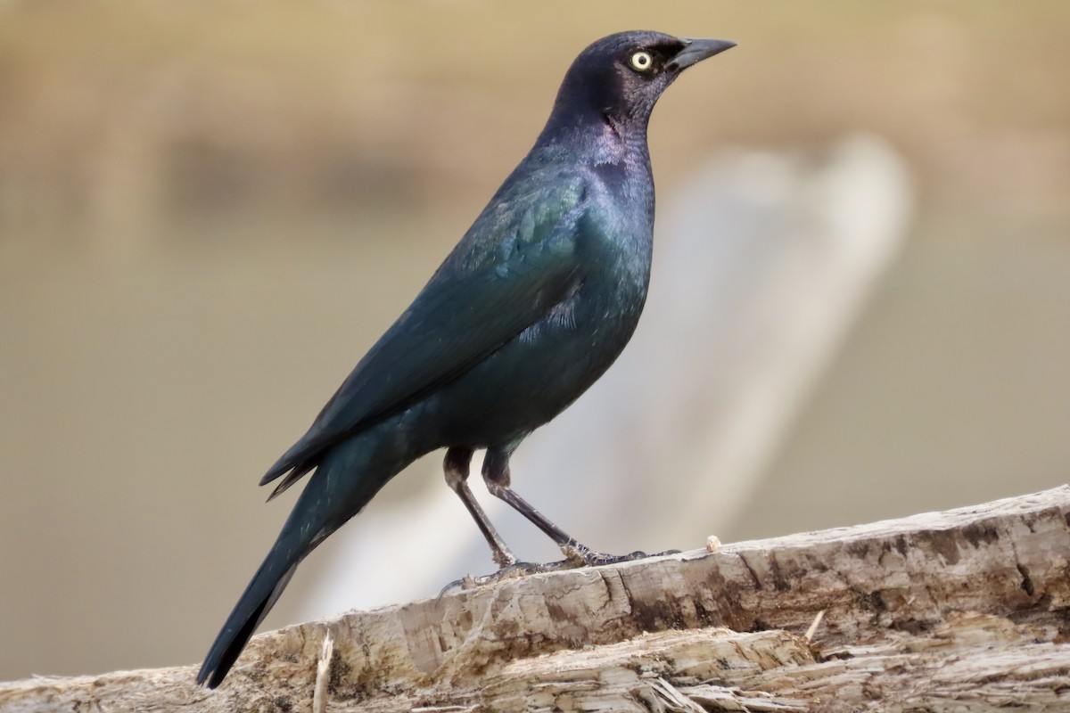 Brewer's Blackbird - ML206358551