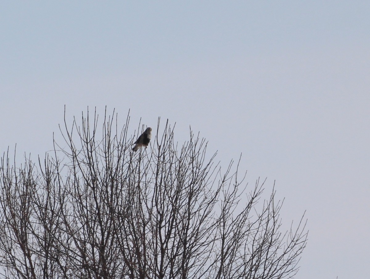 Rough-legged Hawk - ML206359061