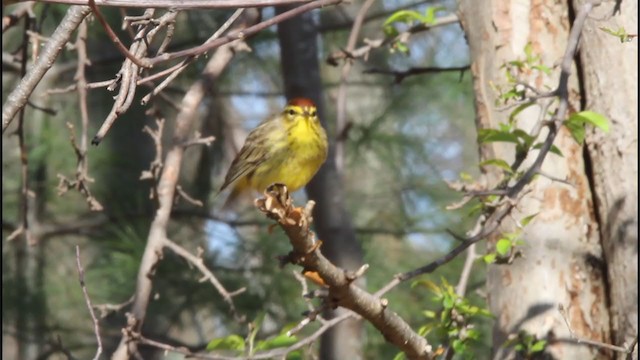 Palmenwaldsänger (hypochrysea) - ML206359111