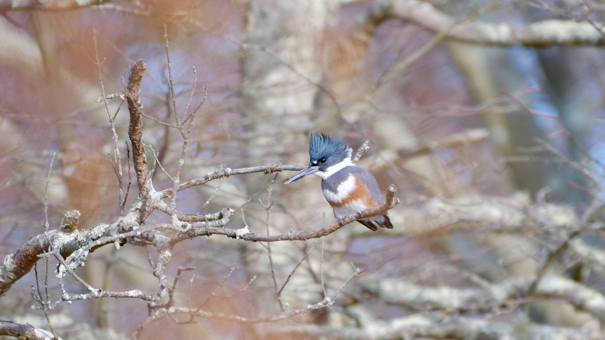 Belted Kingfisher - Brian K