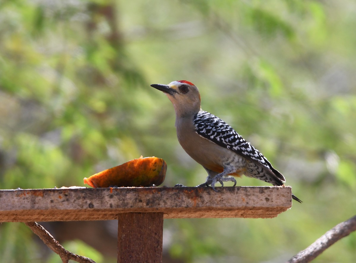 Red-crowned Woodpecker - Joshua Vandermeulen