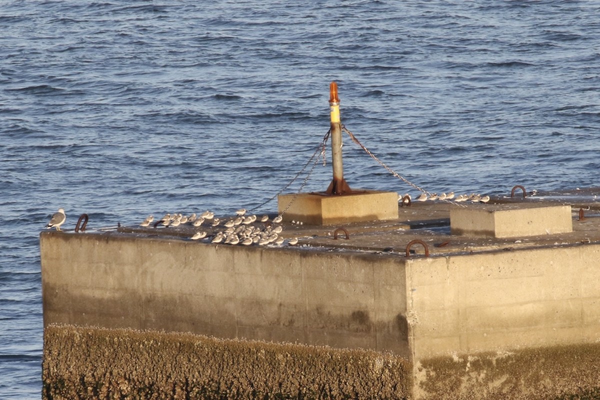 Bécasseau sanderling - ML206363301