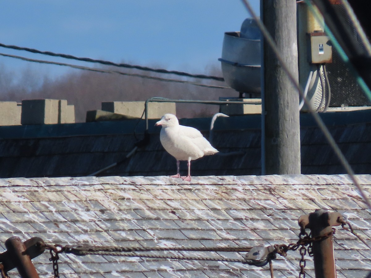 Glaucous Gull - ML206363851