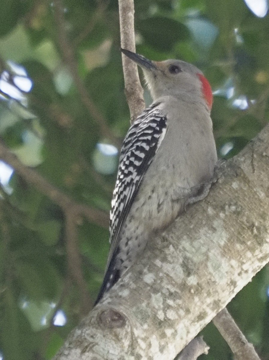 Red-bellied Woodpecker - ML206365831