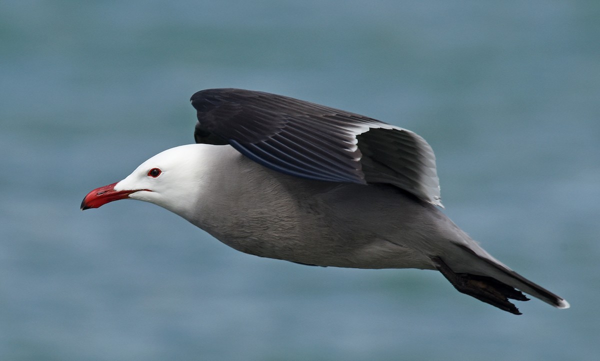 Heermann's Gull - Steven Mlodinow