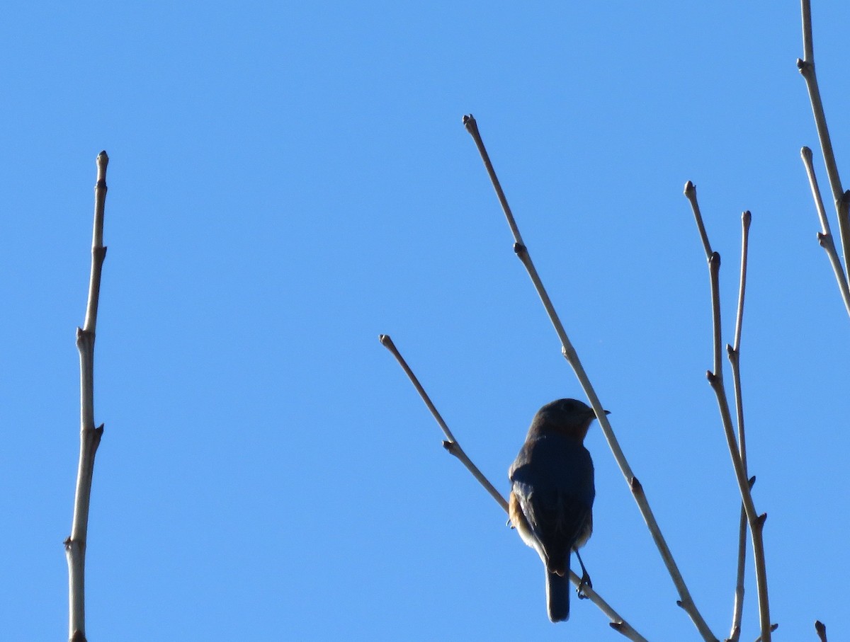 Eastern Bluebird - Debbie Cusick