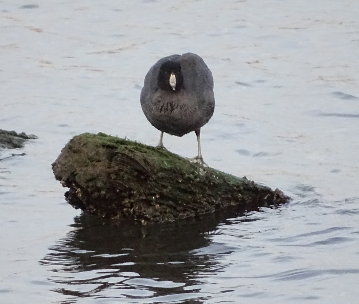 American Coot (Red-shielded) - ML206370771