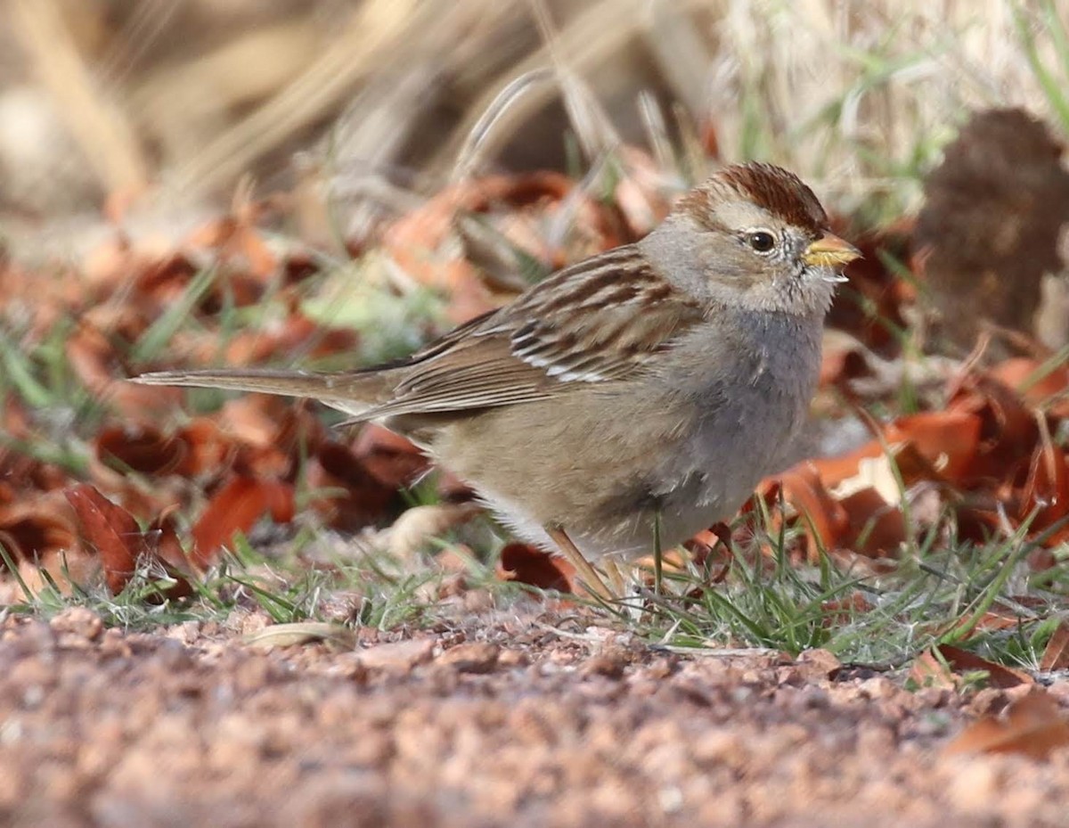 White-crowned Sparrow - ML206373051