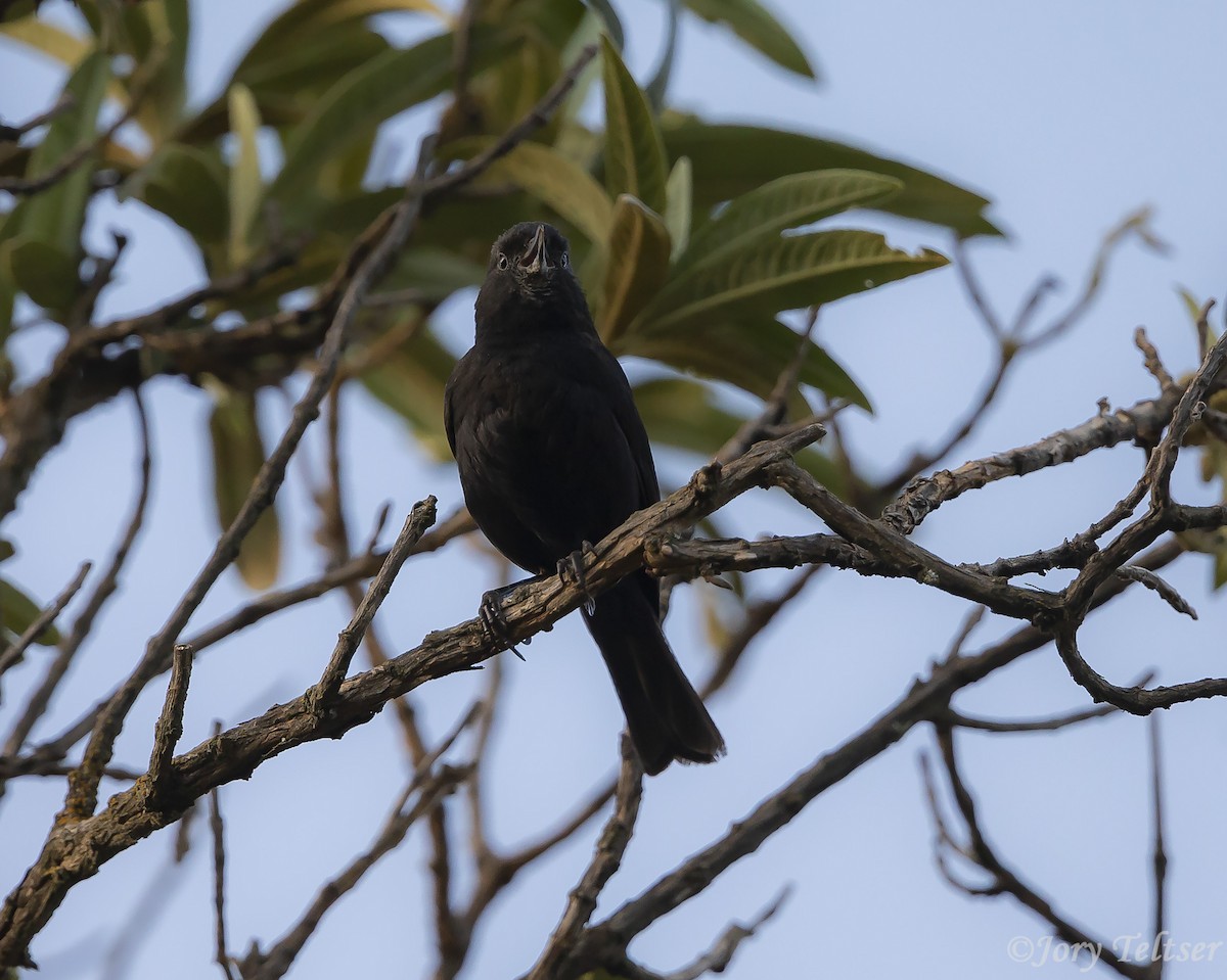 Black Flowerpiercer - ML206373091