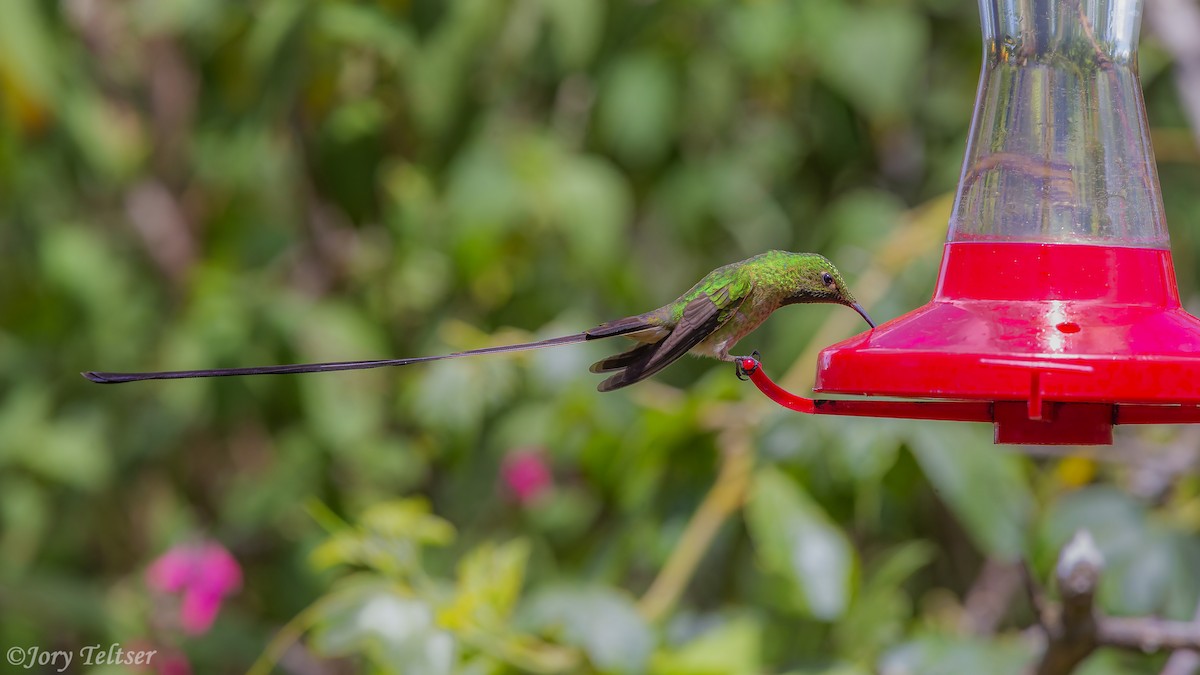 Black-tailed Trainbearer - ML206373291